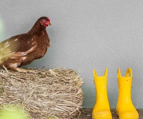 The Olive Tree Holiday home Argostoli (Kefalonia)