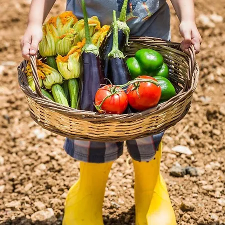 The Olive Tree * Argostoli (Kefalonia)