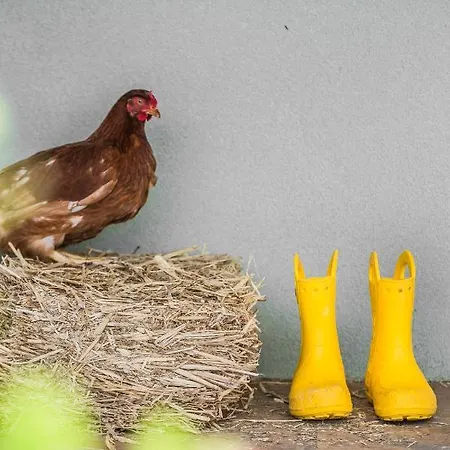 The Olive Tree Holiday home Argostoli (Kefalonia)