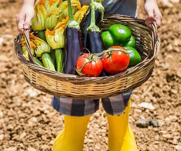 The Olive Tree * 阿尔戈斯托利翁