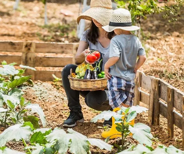 The Olive Tree 阿尔戈斯托利翁